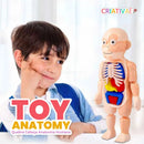 Toy Anatomy - Brinquedo Educacional de Anatomia Humana