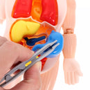Toy Anatomy - Brinquedo Educacional de Anatomia Humana