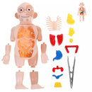 Toy Anatomy - Brinquedo Educacional de Anatomia Humana