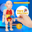Toy Anatomy - Brinquedo Educacional de Anatomia Humana